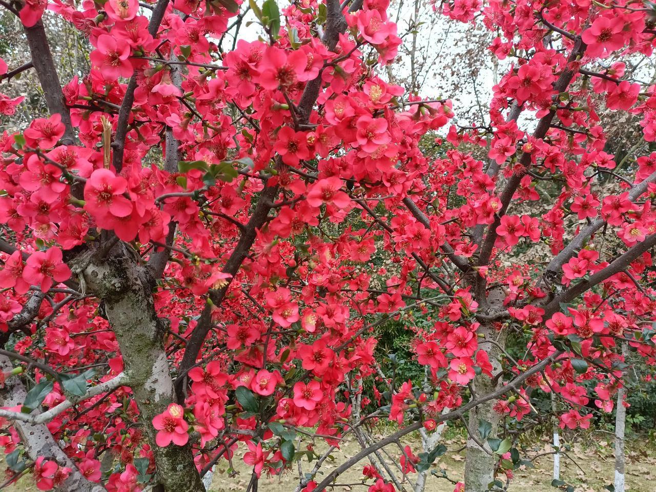 不需绿叶陪衬的花！春天的富乐山公园，花团锦簇，游人如织。园中海棠，红似火，娇艳欲