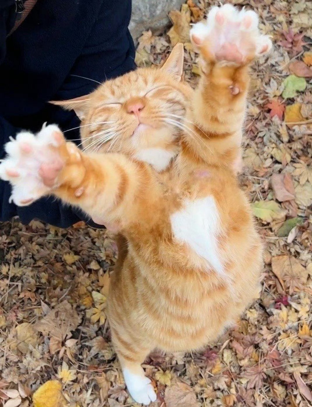 会撒娇的猫 ​​​