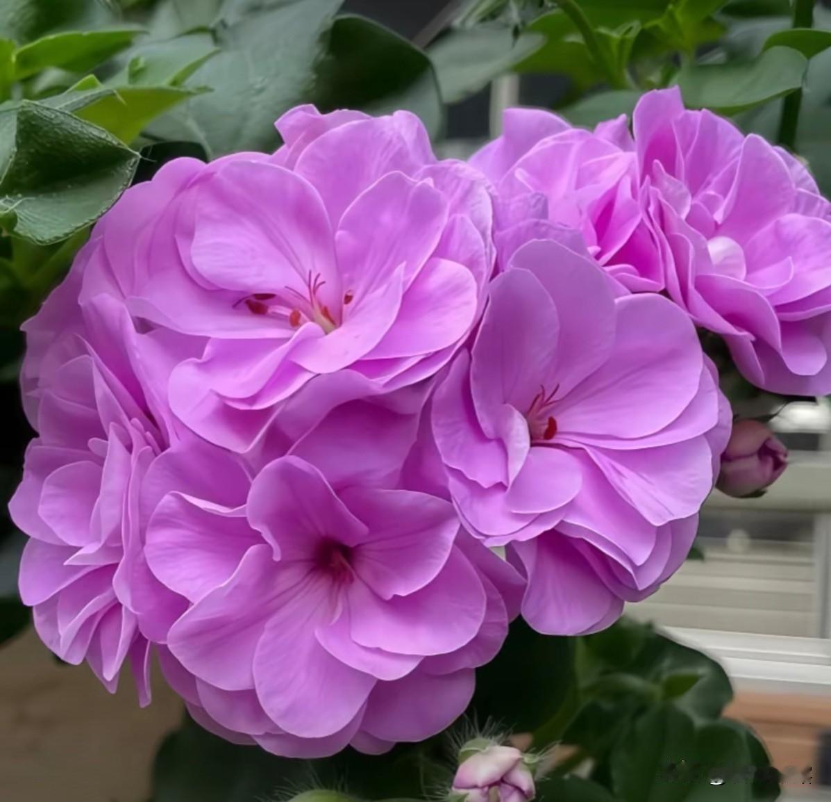 我最想感谢的是我的老公，在日常生活中给予我无微不至的关心，在我生病的时候给予我呵