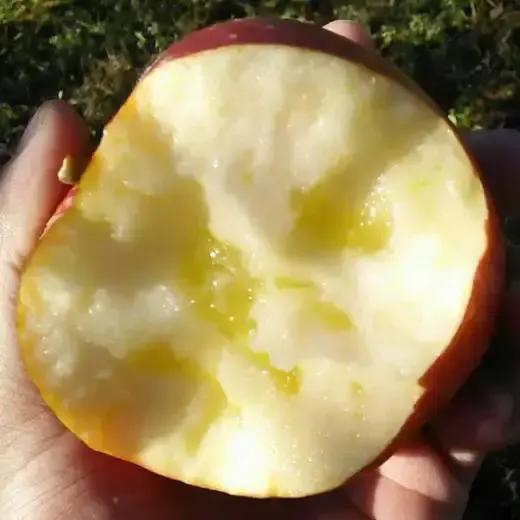 前几天，公婆不在家，我趁机在网上买了一箱丑丑的苹果。老公看到后，立马皱着眉头，心
