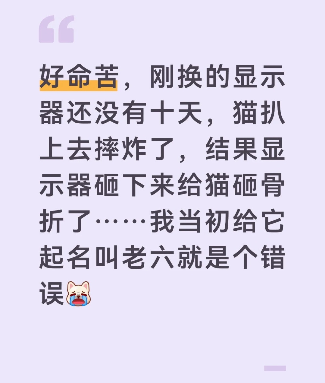 还真是亏损最大化，小猫扒翻显示器，显示器碎了，小猫还被显示器砸骨折了
