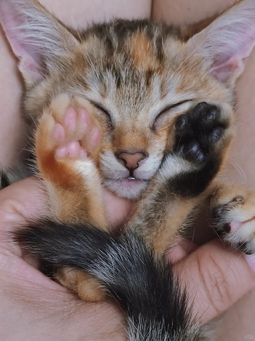猫咪的爪垫居然跳色了?