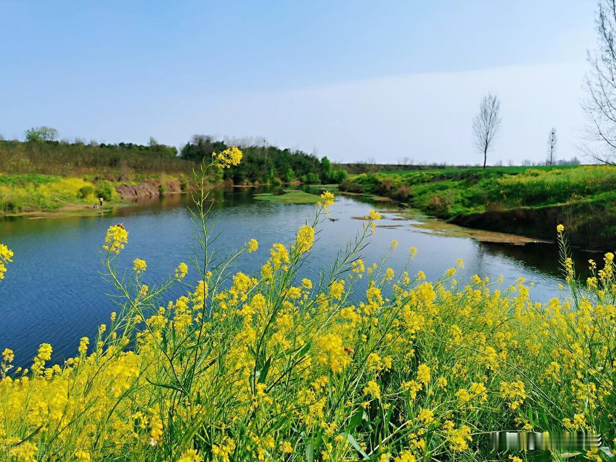 《农村春景》
春风拂绿麦田边，
油菜金黄映碧川。
小河流淌欢声语，
花香四溢醉心