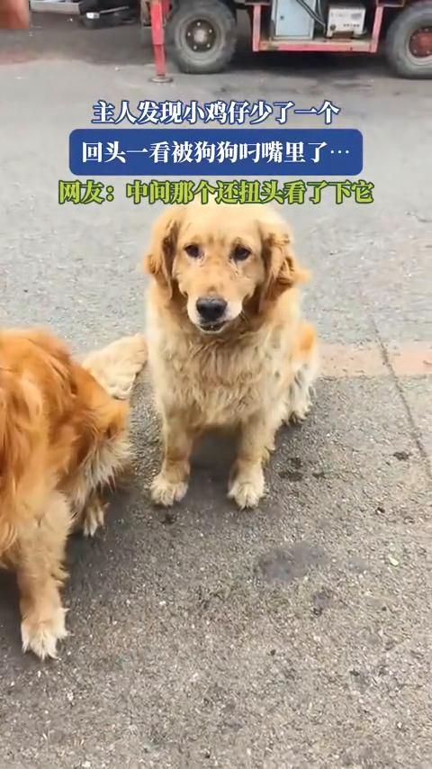 主人发现小鸡仔少了一个，回头一看被狗狗叼嘴里了。
网友：中间那个还扭头看了下它。