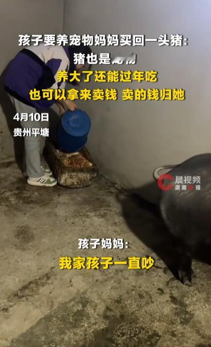 贵州平塘的一位妈妈，在孩子想养宠物时，买了一头小猪，而不是常见的猫狗等，猪养肥后
