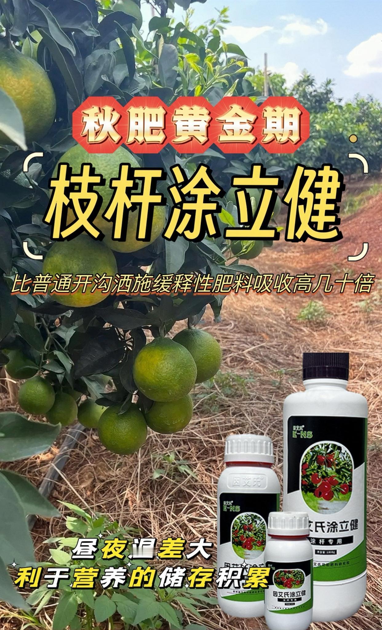 秋天昼夜温差大,正是果树储存营养的关键时刻,70%肥效在这个季节! 涂立健在枝杆