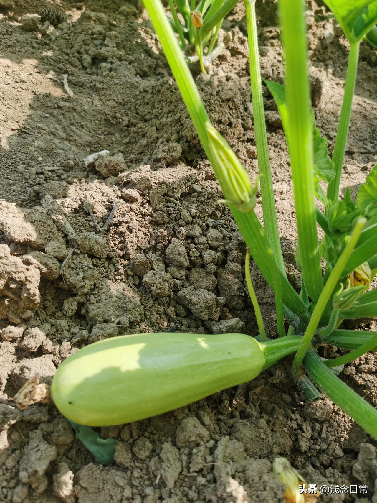 心情不好就来菜园子待着，真的太治愈了！

我的小菜园啥菜都齐活，辣椒、茄子、黄瓜