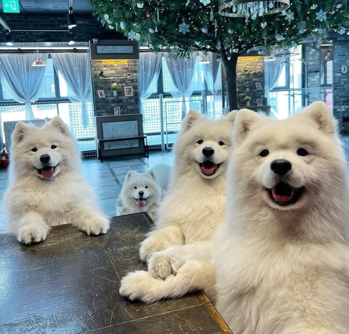 萨摩:我还没上桌，你们就开吃啦？心机耶耶