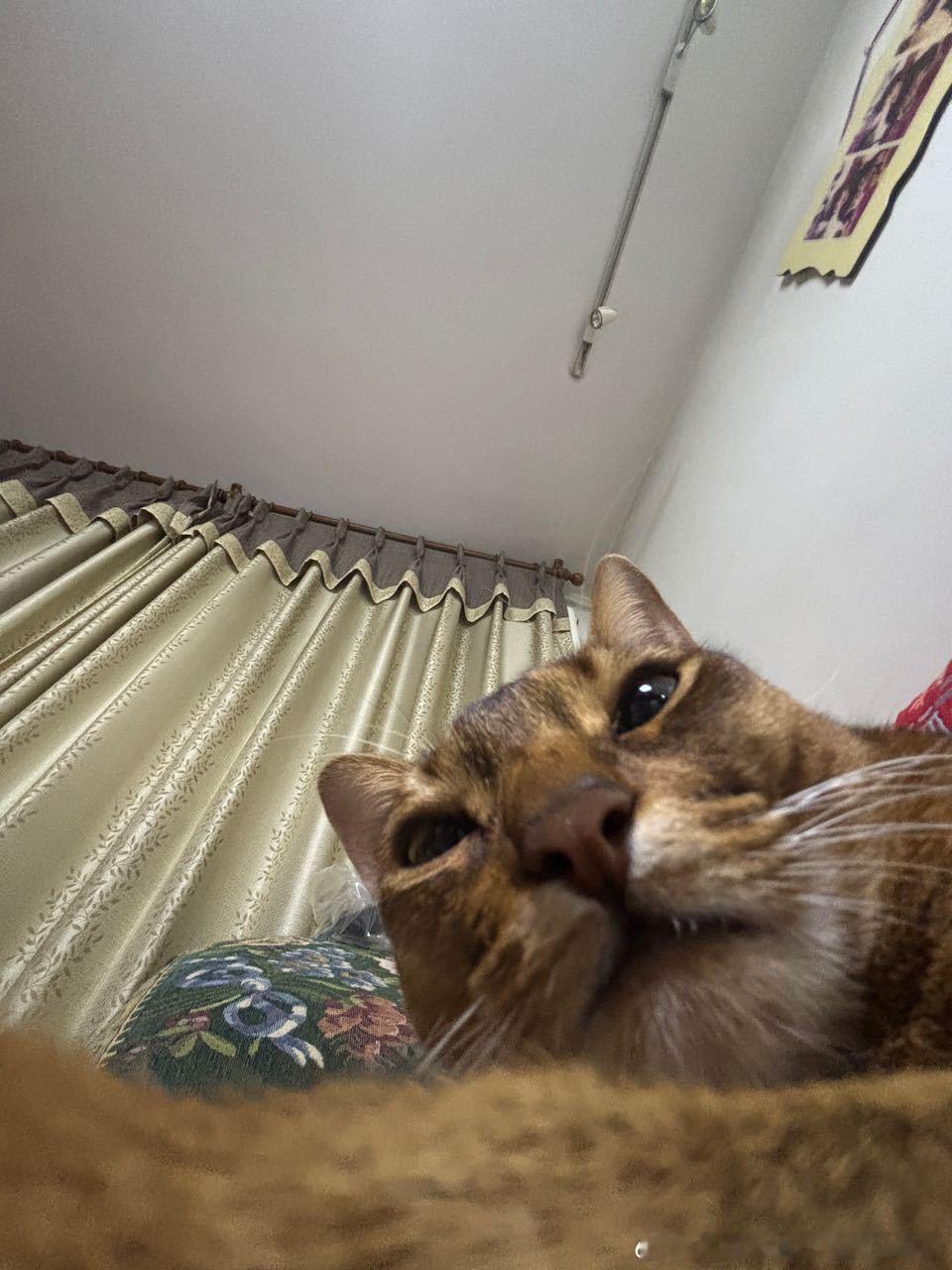 49031【丑猫】谁家灭霸出街了 
