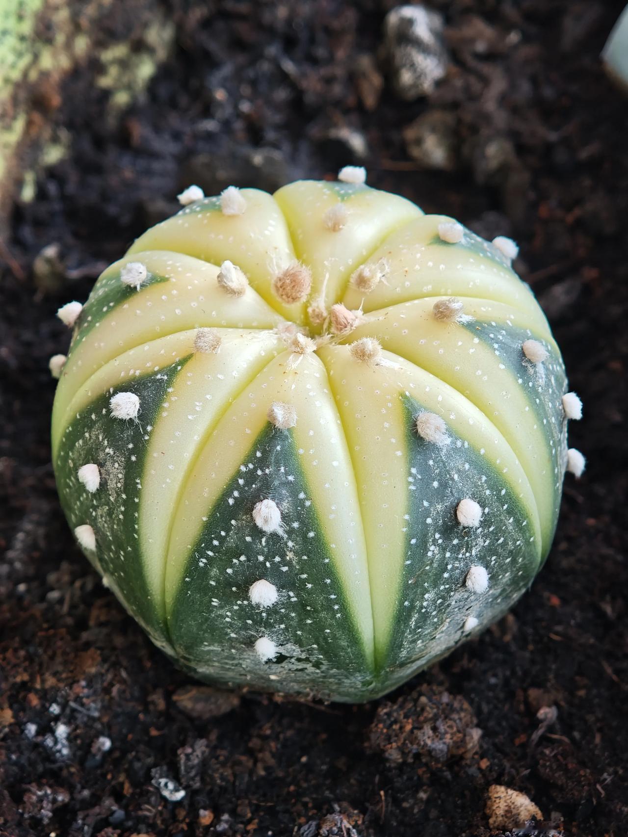 春节送给妹妹的肉肉星兜，长这么大了。养的不错看着很养眼。

一转眼四月我们又见面