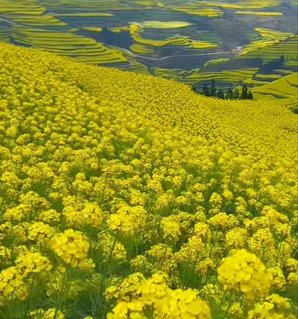 在风景如画的罗平成为花乡红人 罗平首届花乡红人的直播大赛开启，不仅仅能够看到了当