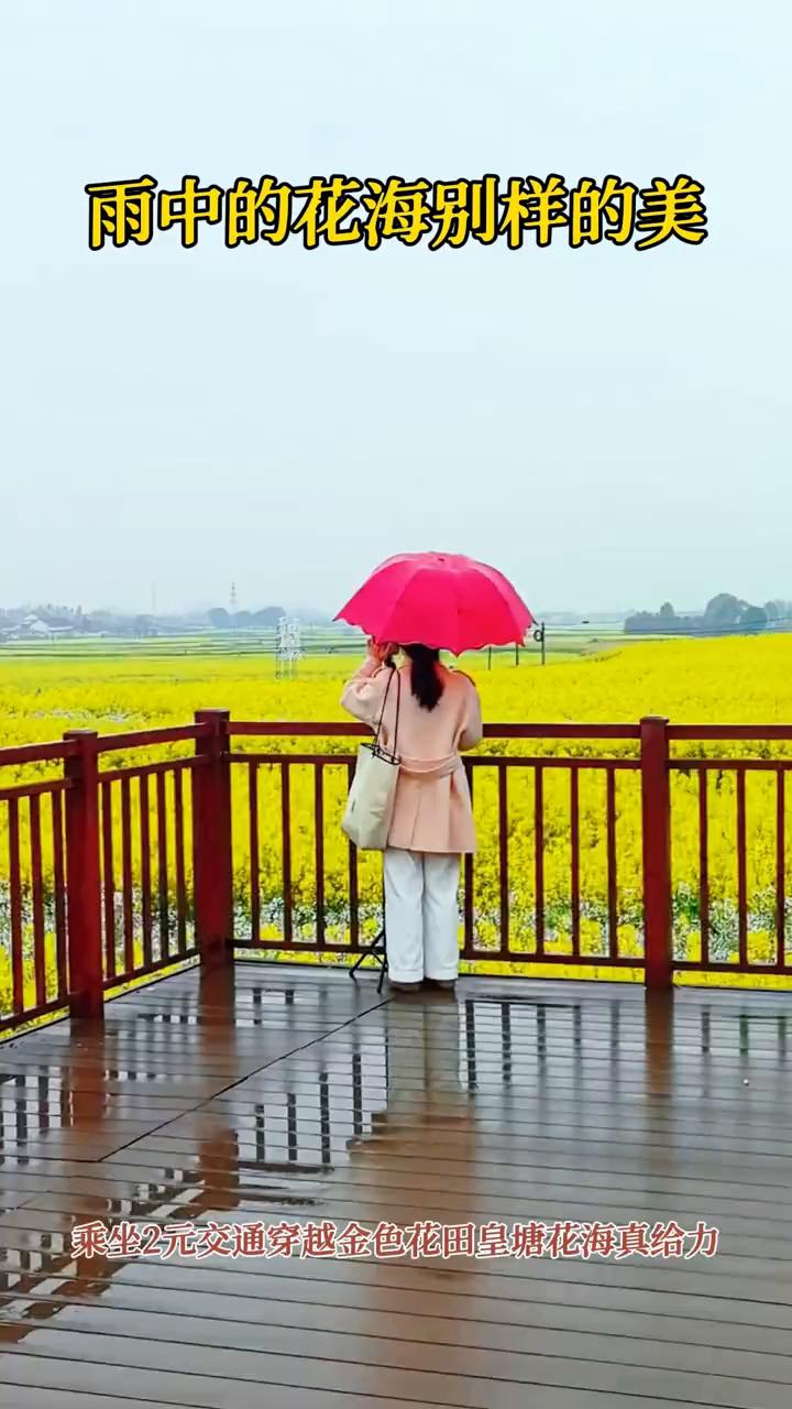 雨中的花海别样的美，乘坐2元交通穿越金色花围皇塘花海真给力。