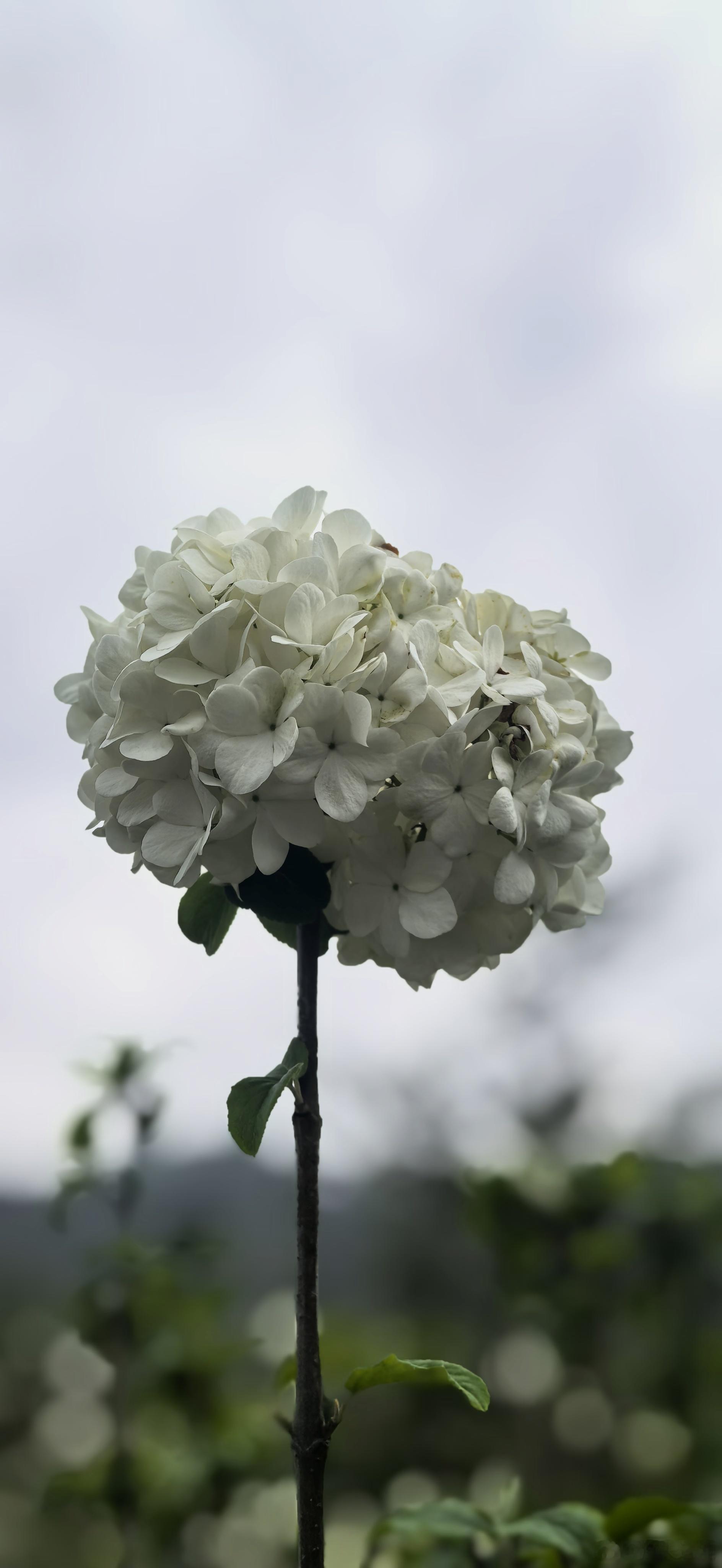 新壁纸  早安！ 