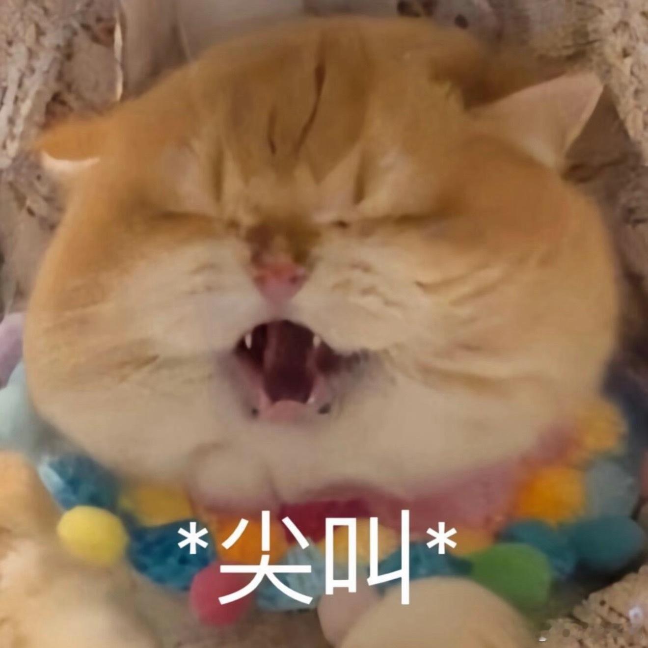 激动激动！！！！枭起青壤追剧团🥣子来啦哈哈哈哈过几天终于又要见到热巴啦啊啊啊啊