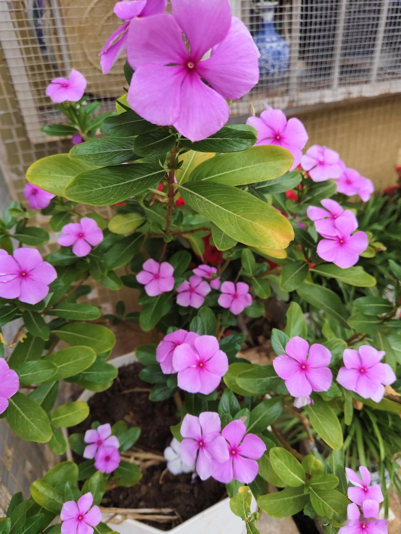 天南地北大拜年冬天在海口开放的鲜花