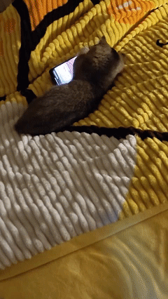 笑不活了！近日辽宁丹东，男子上厕所时把手机放在了床上，可自己刚放下手机，旁边的小