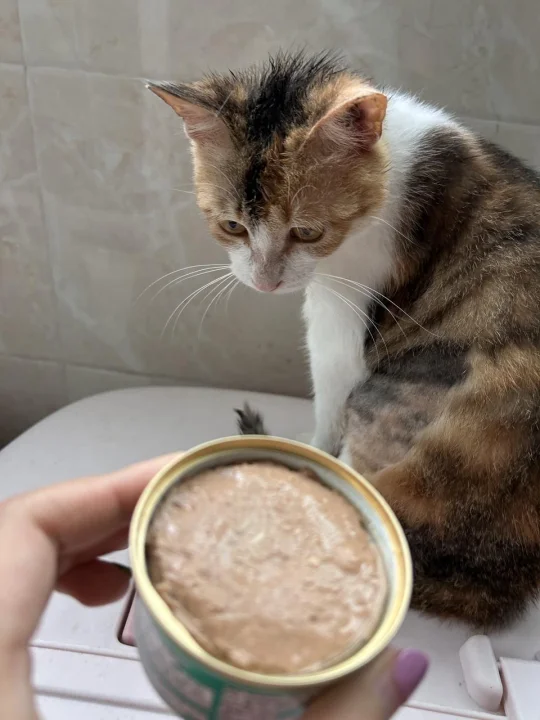 一方水土一方猫，国产小猫就要吃中国限定！