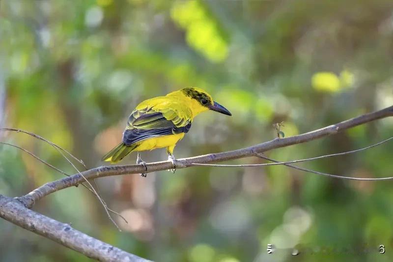 上联:紫燕裁云铺碧水
下联:黄莺戏柳绕青山