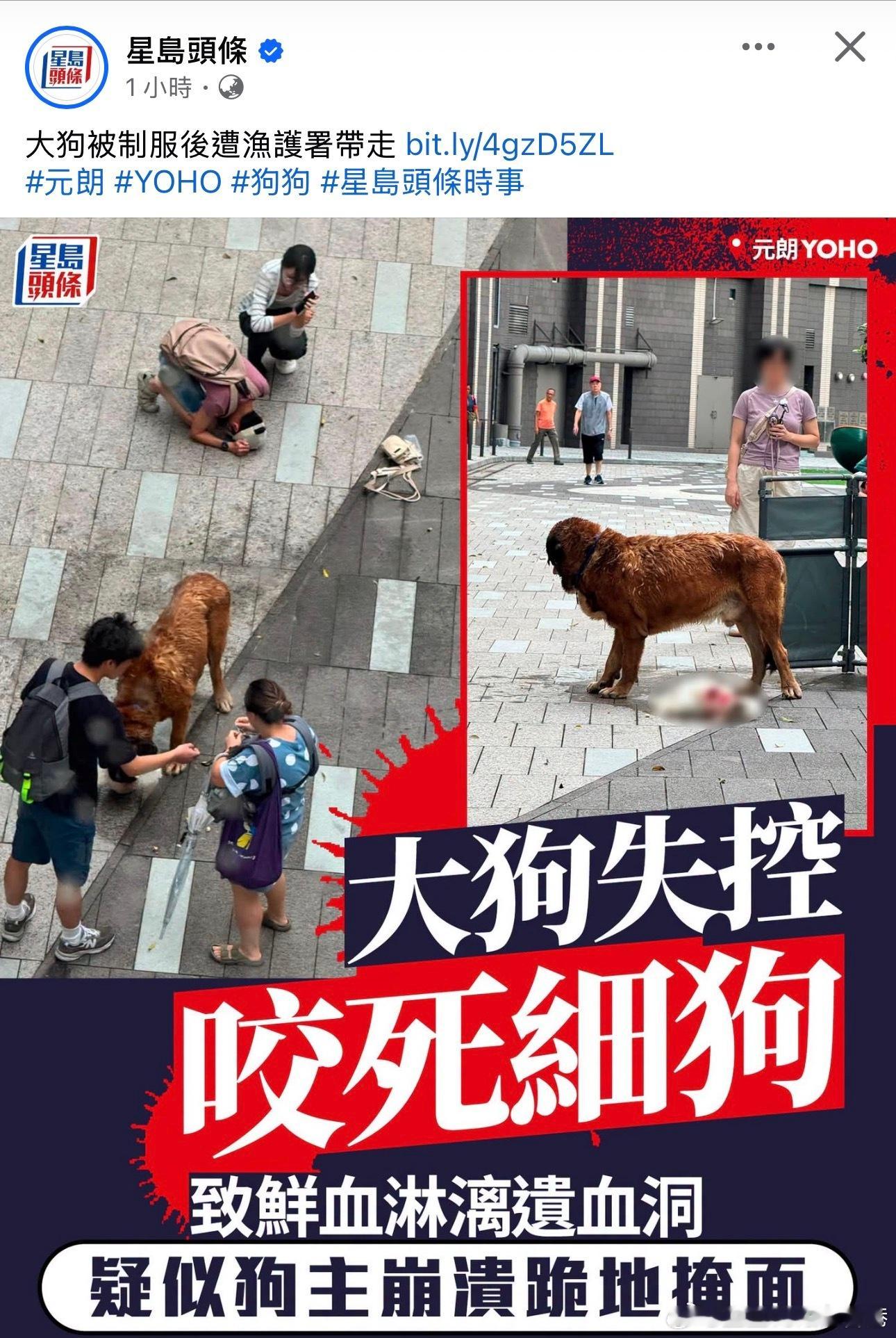 大型犬种毕竟还是猛兽！狗主居然不给狗狗带口罩和拉绳子就上街溜狗，不出事就奇了 
