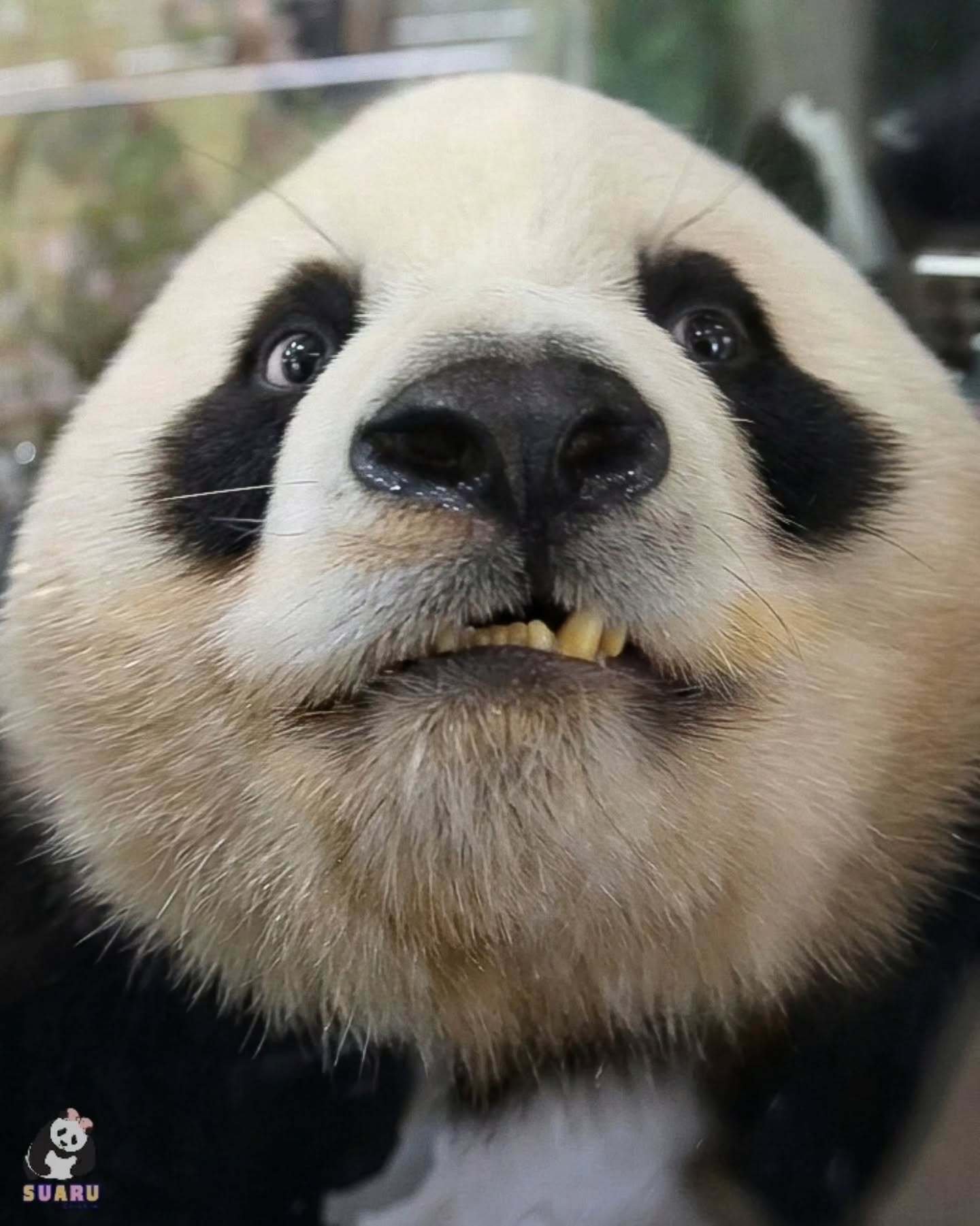 大熊猫睿宝辉宝[超话]  26.10.25好可爱的大包子，想咬一口©suaru_