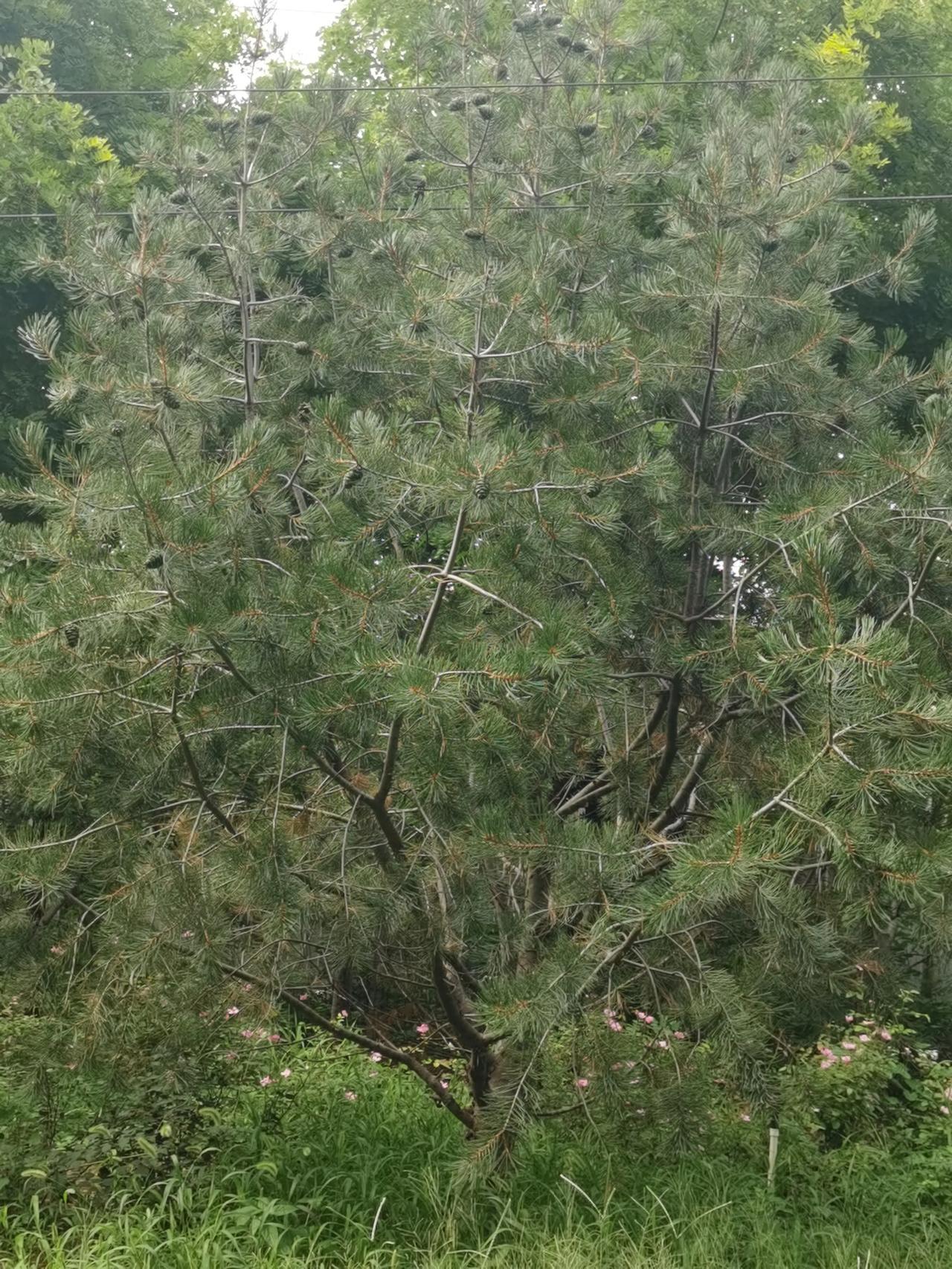 爸爸
是你的在天之灵在保佑我吗？