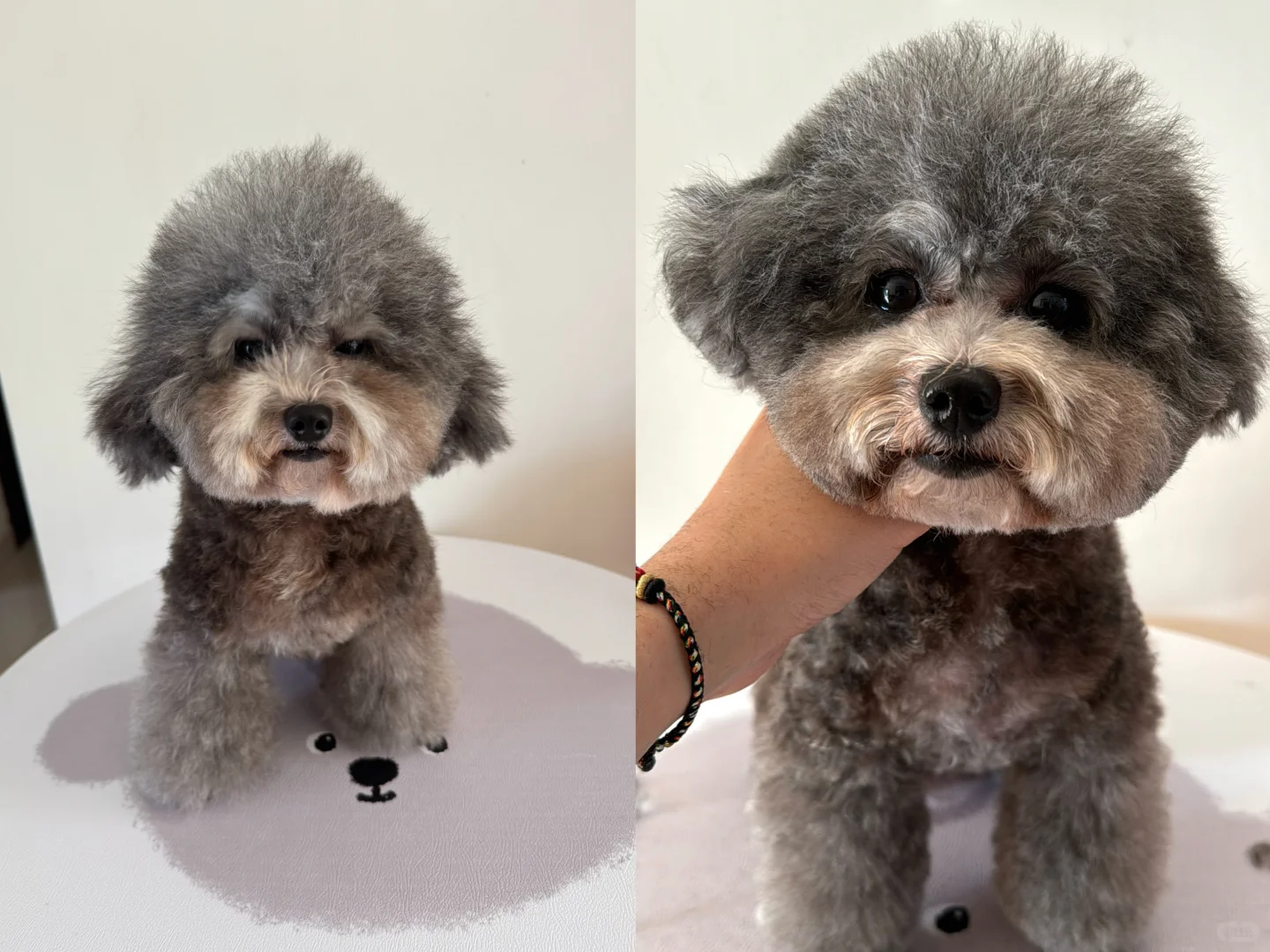 小狗头部结缔组织切除术