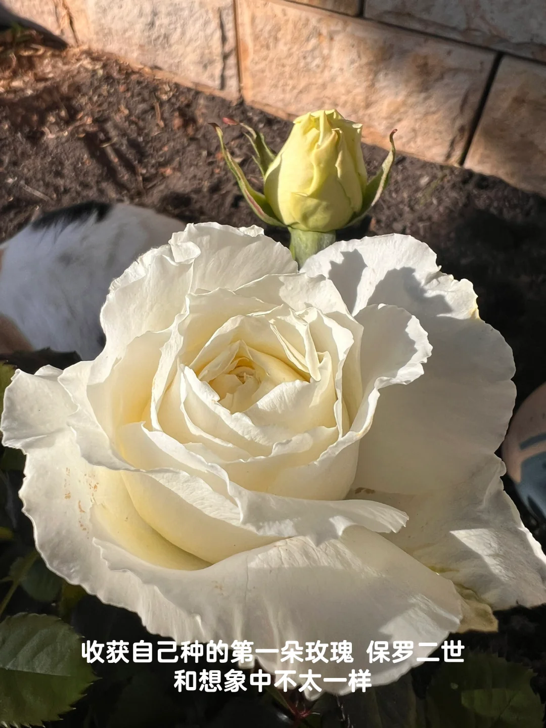 入住悉尼西北快一年啦 时间过得好快📅