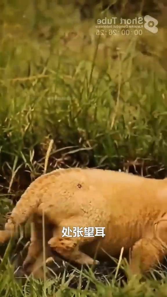 小狮子寻找妈妈。
这只幼狮不幸与妈妈走散了，它独自徘徊在茂密的草丛中，显得既无助