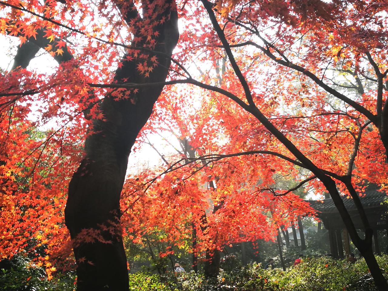 【五绝·题红叶】
秋色数红装，
经风又历霜。
抱枝燃晓日，
不肯褪余光。
​【A