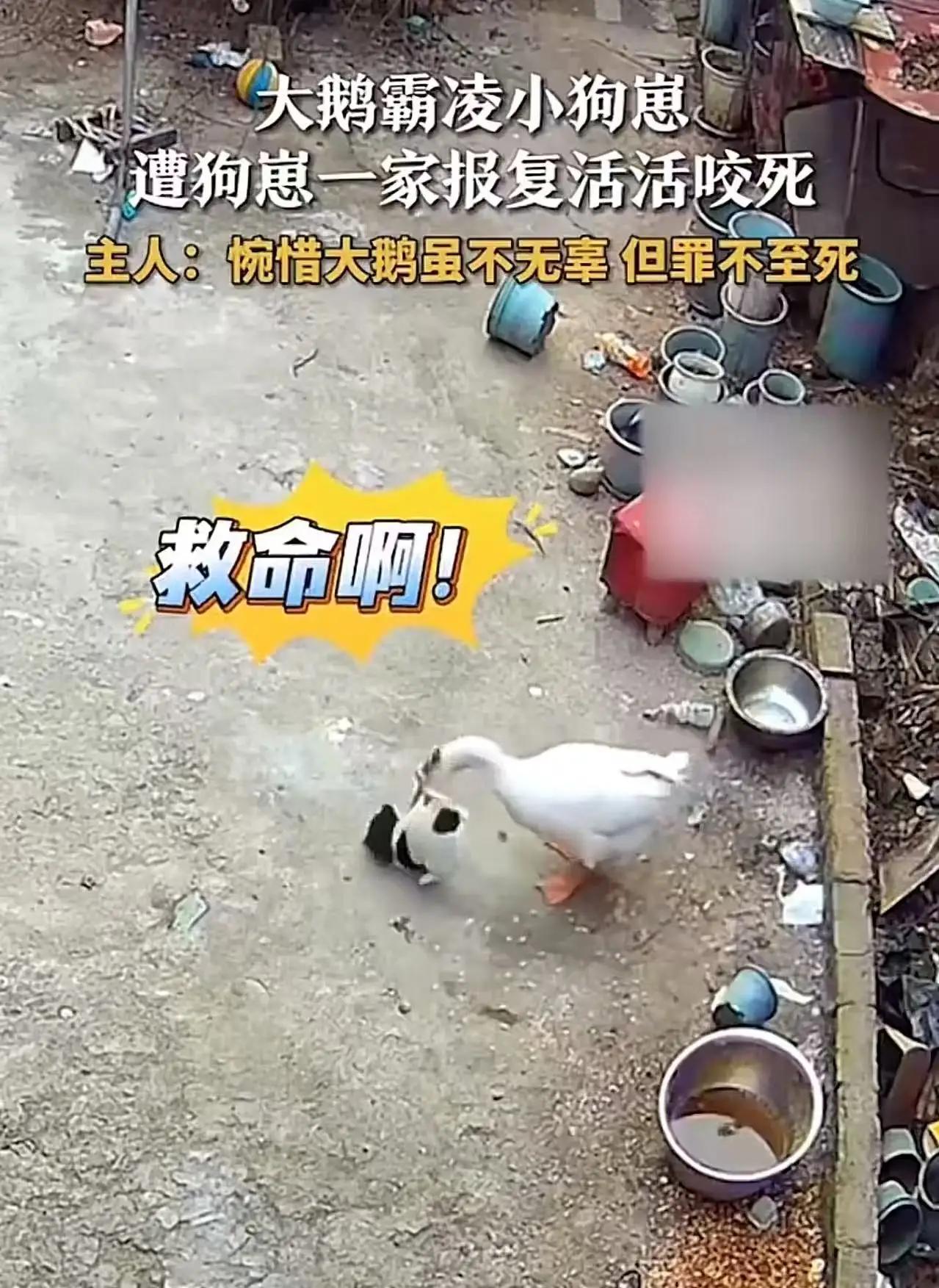 一桩动物界的“命案”，竟然在网络上引发了轩然大波！故事的起因听起来有些荒诞却又充