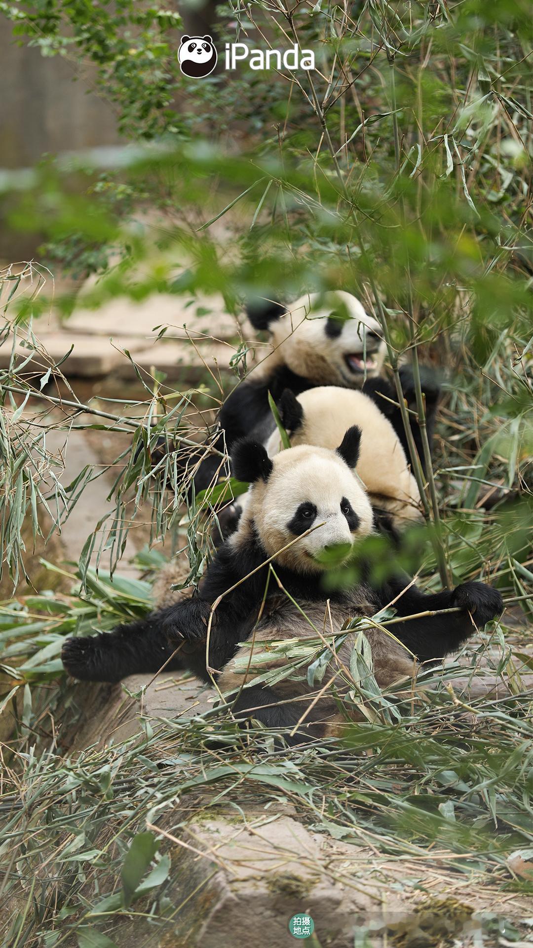 “科念”：一个C位还不是手到擒来？꒰ᐢ⸝⸝•༝•⸝⸝ᐢ꒱ #熊猫趣图# #大熊猫