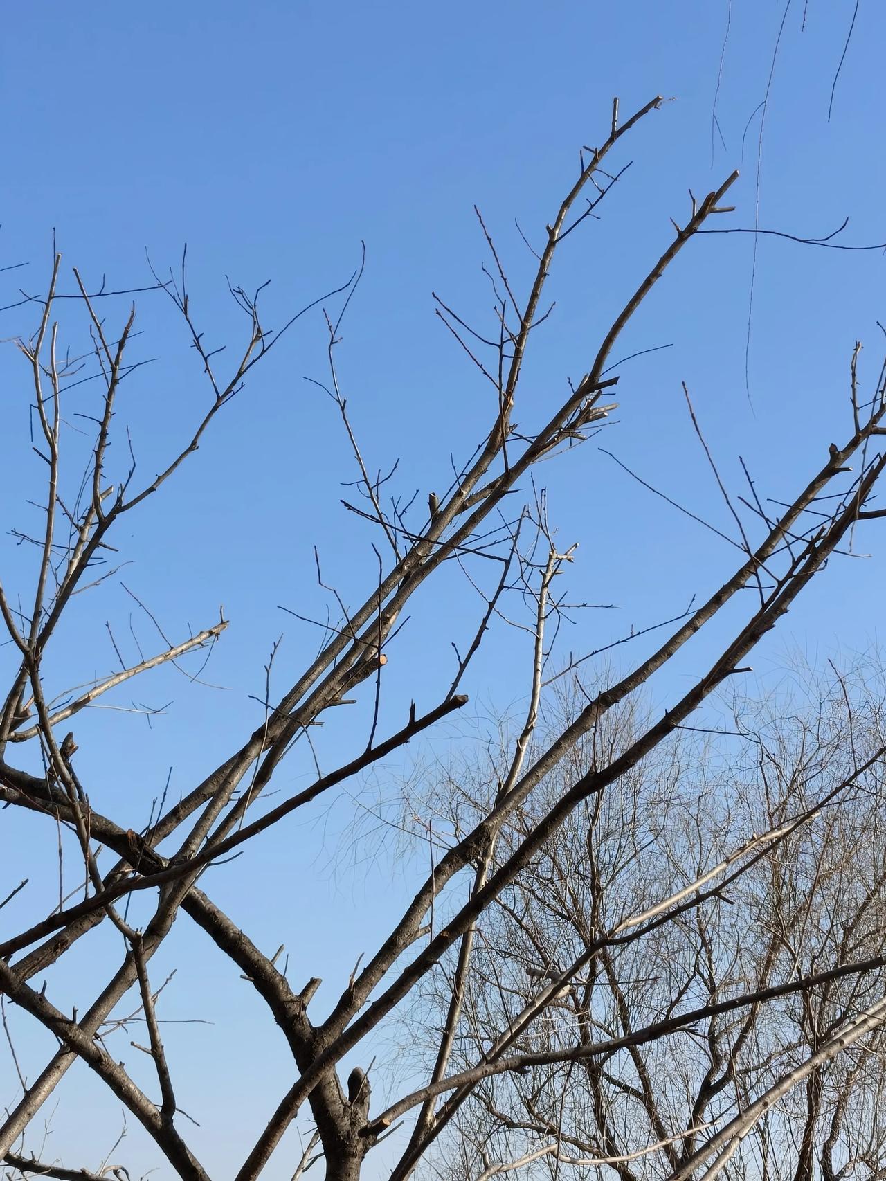 冬里，树现出了原形，失却一切红红绿绿的雕饰，显露出风骨。膊膀直指天空，苍劲有力，