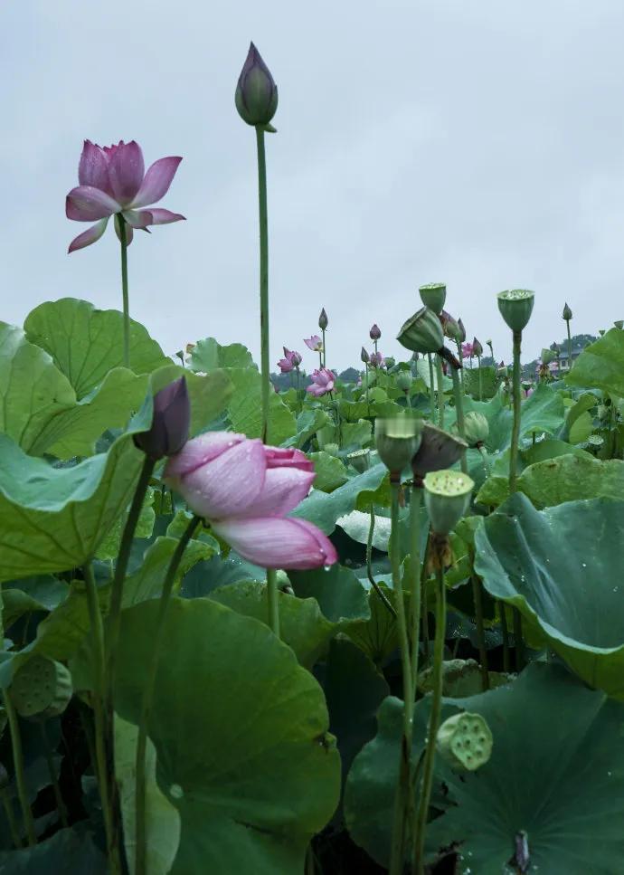 文笔挑战。
上句：荷花雨后更芬芳。
下句才华横溢的你接—一一一一一？
[微风][