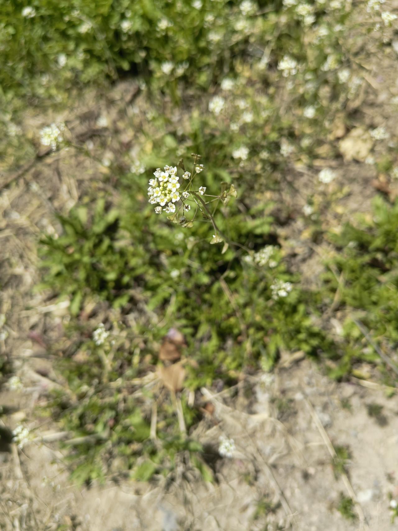 之前不理解，为什么年龄大的人，都喜欢风景，花朵，大自然，还把这些设置成头像。
可