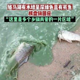 【多地共管湖水泛绿且现无头死鱼】
据河南之声报道，8月23日，江苏徐州。一网友发