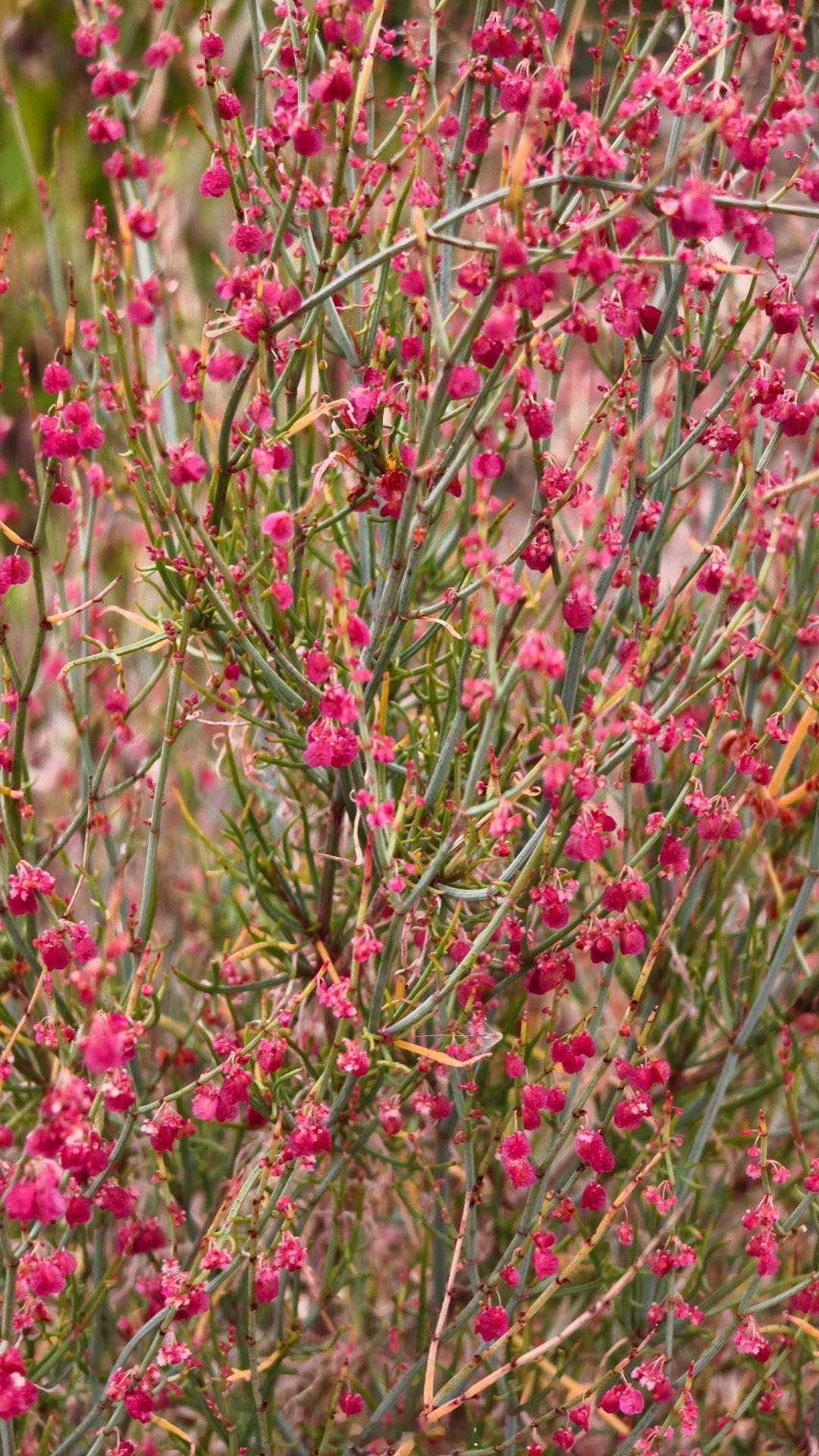 有一种美叫云南的冬天云南的冬天，活出了春夏秋冬的模样，有花可赏，绿意繁茂，秋叶灿