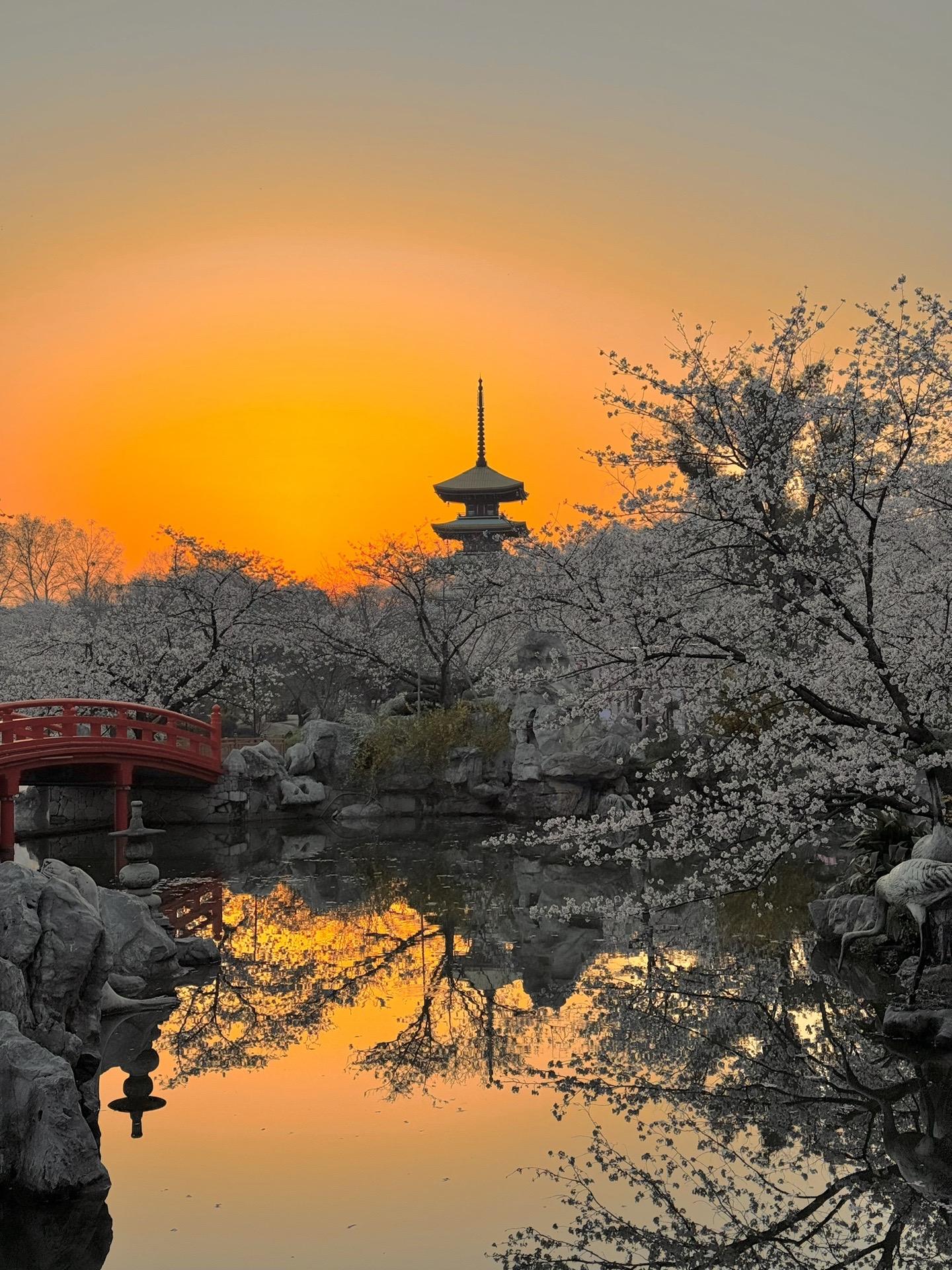 武汉的樱花郁金香简直可以封神了‼️。心心念念已久的武汉樱花
今年终于安排上了！
一早就冲到了东湖樱花园
等到了一场绝美的日出樱花[哭惹R]
现在樱花80%都已盛开
想要赏樱的可以赶紧冲！
.
📷iPhone15promax
📅24.03.22 拍摄实况！
📍武汉东湖樱花园
.
📷拍照机位
1️⃣ 五重塔 （拍湖中倒影）
2️⃣ 红桥
3️⃣ 经心书院（樱花与郁金香🌷绝美！）
4️⃣ 空中栈道（让人站在桥上仰拍）
.
✅拍照tips
1️⃣樱花园人真的超级多！！！想要避开人群一定要8点前进来！可以早起的话直接冲日出！
.
2️⃣ 接下来几天估计都会下雨，下雨天樱花会落的很快，但可以拍到樱吹雪，更有意境！
.
3️⃣ 如果人太多的话可以带长焦镜头多拍近景和特写，总能找到一棵没人的樱花树的！
.
4️⃣ 园里除了樱花，还有郁金香、二月兰、油菜花、海棠花等等，每个都超出片！
.