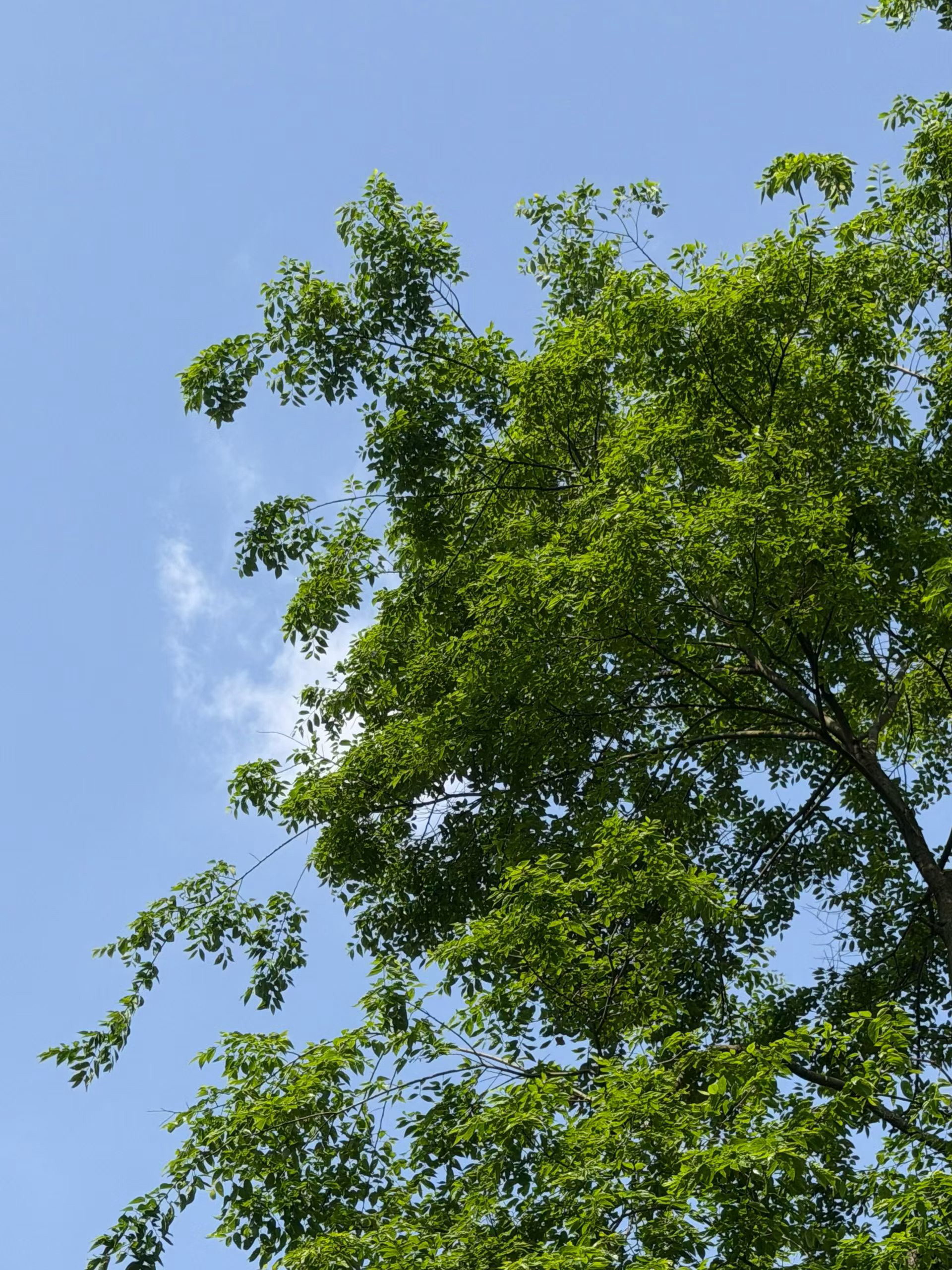 见春天 🍃🌸一抹绿色真好看 