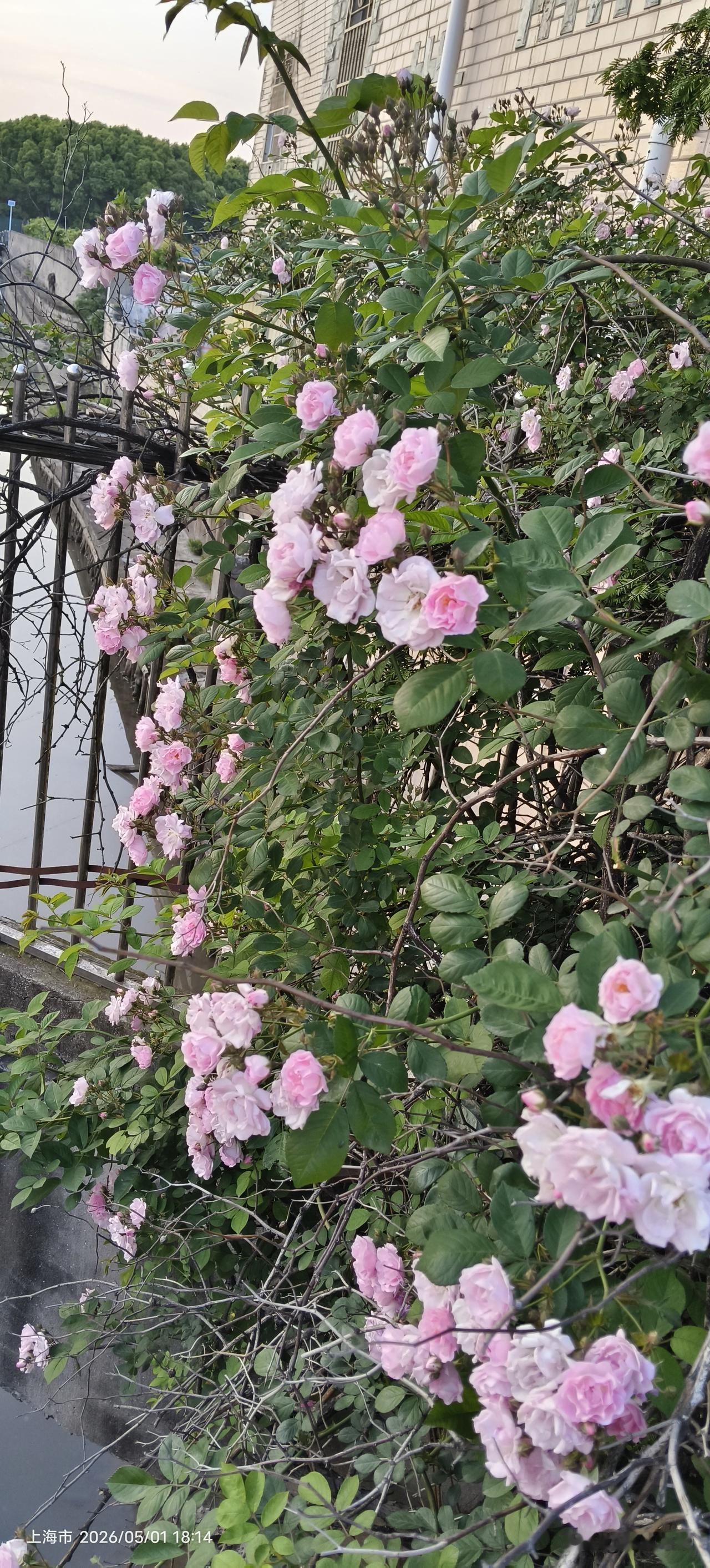 河下水潺潺，
    河上花灿灿，
    游者不绎绝，
    生活乐漫漫。