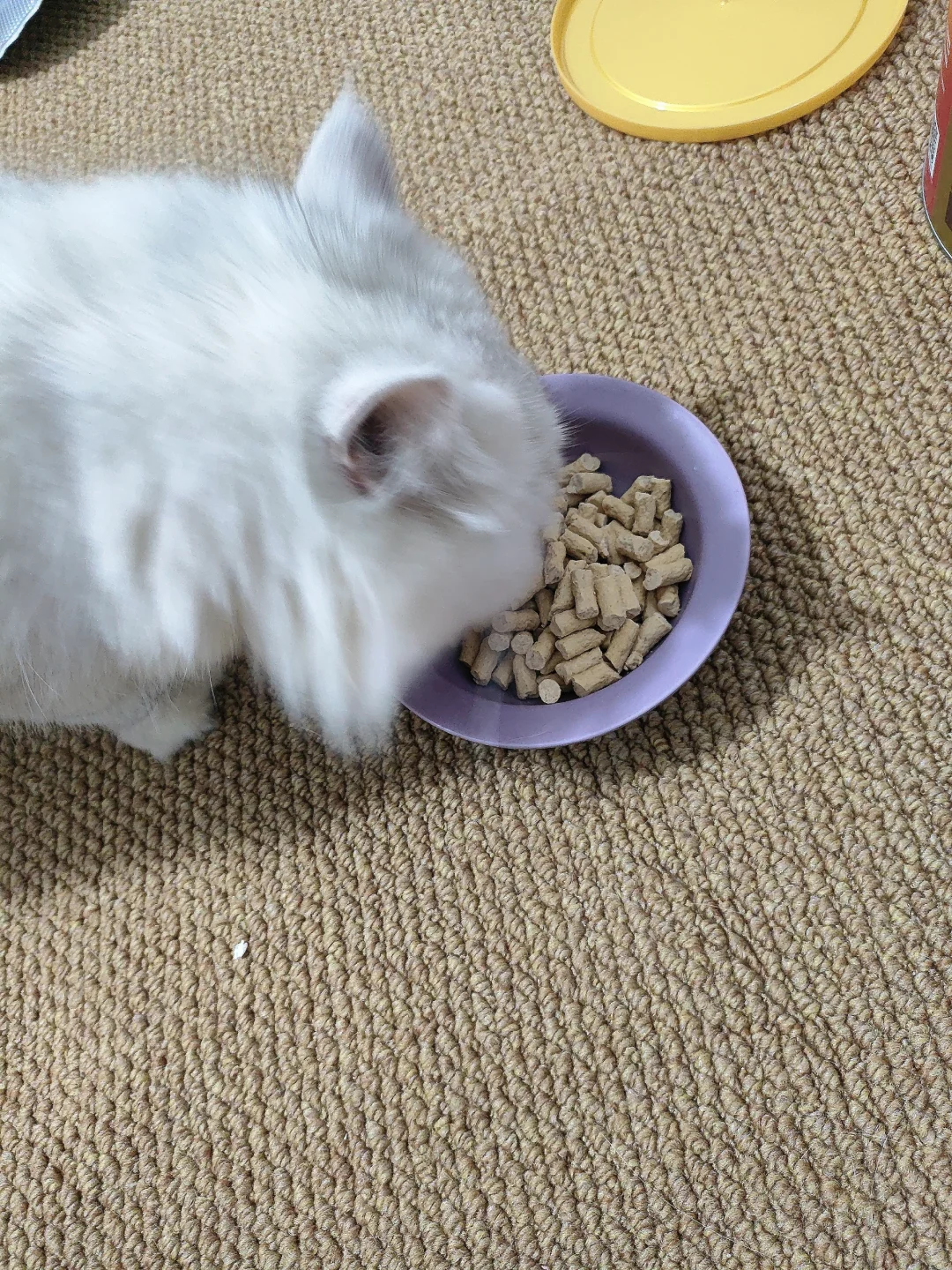 感觉大家还是少喂点主食冻干吧