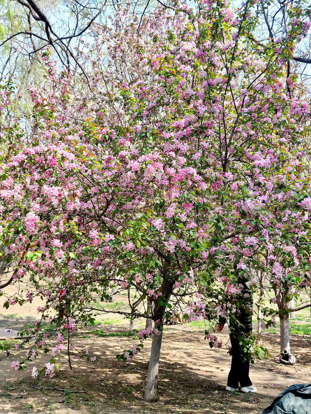 长白岛森林公园景色一观
  位于沈阳浑河南岸的长白岛森林公园，规模宏伟，风光优美