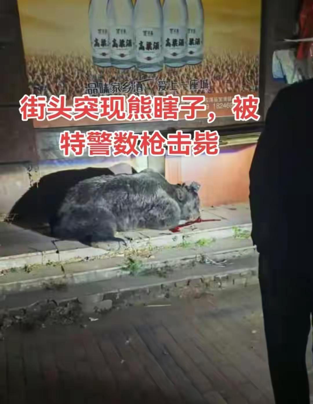 《钢铁森林闯入不速之客：人熊相遇的悲壮一夜》

当霓虹灯取代了月光，当柏油路覆盖