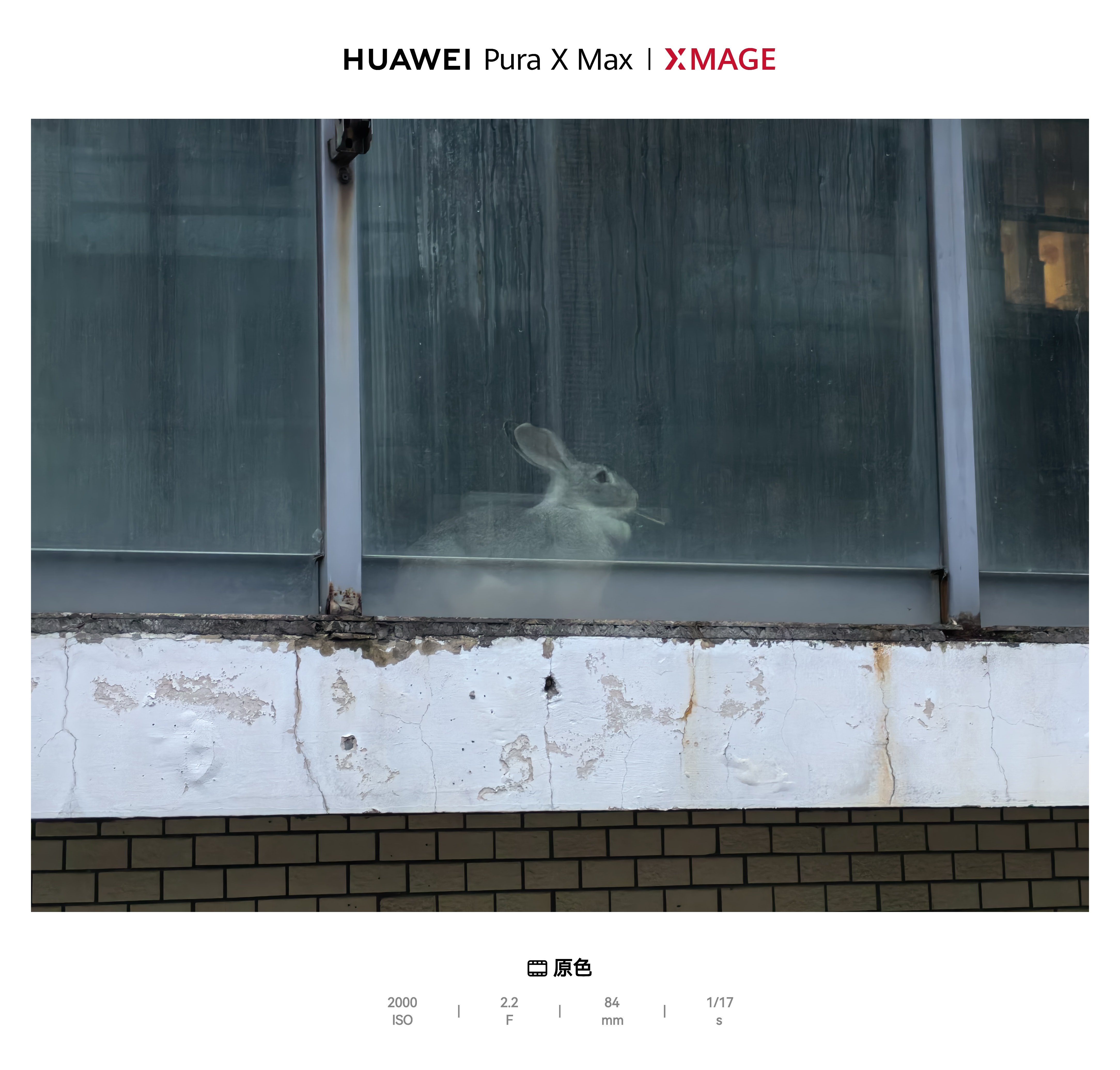 邻居家养了个跟狗一样大的兔子