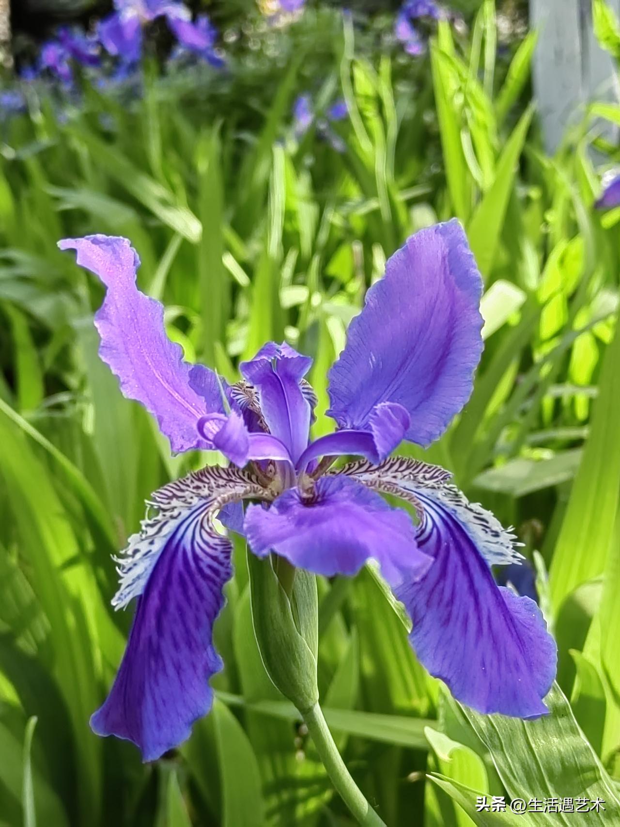 难忘那片清凉——好美的蝴蝶花🦋