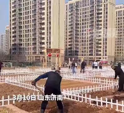 3月10号，山东济南，共享菜园走红：出租率超90%，简言之自己种大概是1300元