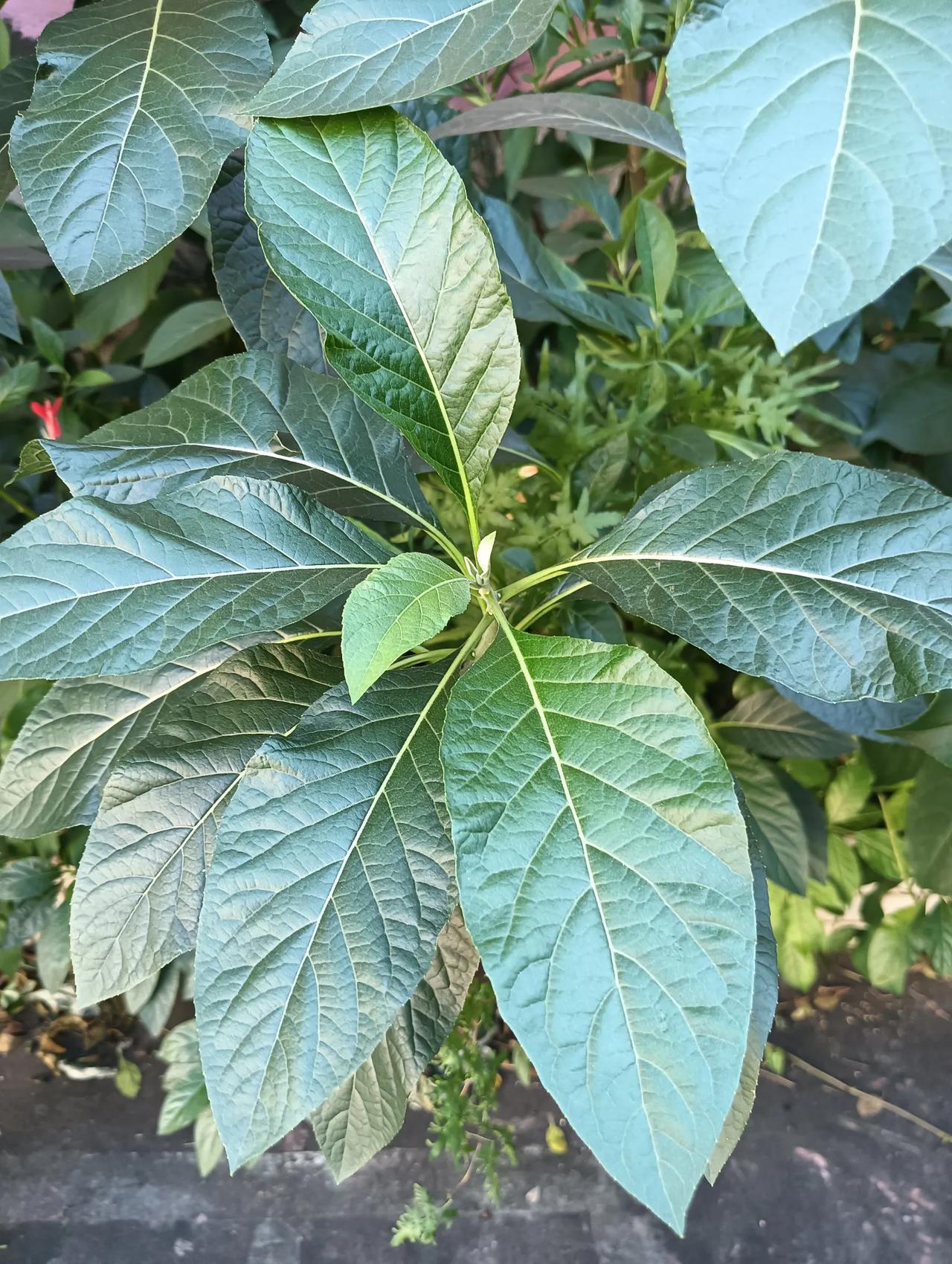 们估下这是什么植物？