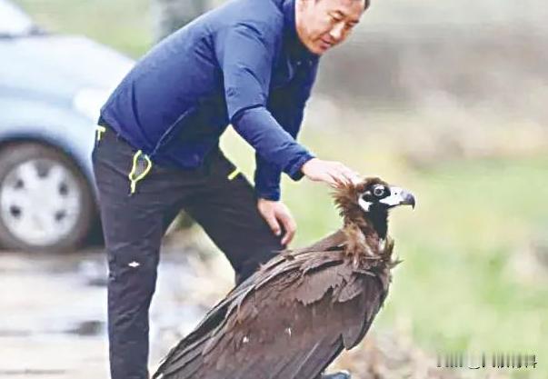 食腐的秃鹫为何攻击活物？女游客不慎摔落谷底，医护人员赶来时，只剩一副白骨，同伴称