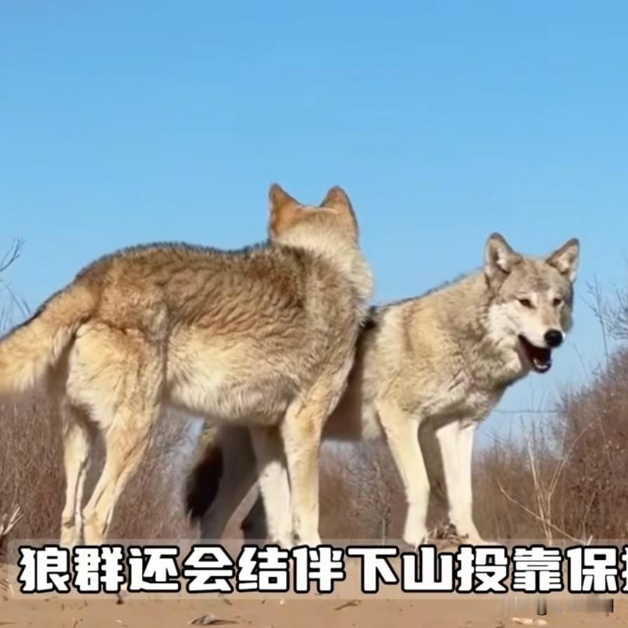 🐺把狼活成狗的，全内蒙就这一群了！狼群集体“叛变”，竟为了铁饭碗讨好藏獒还拖家