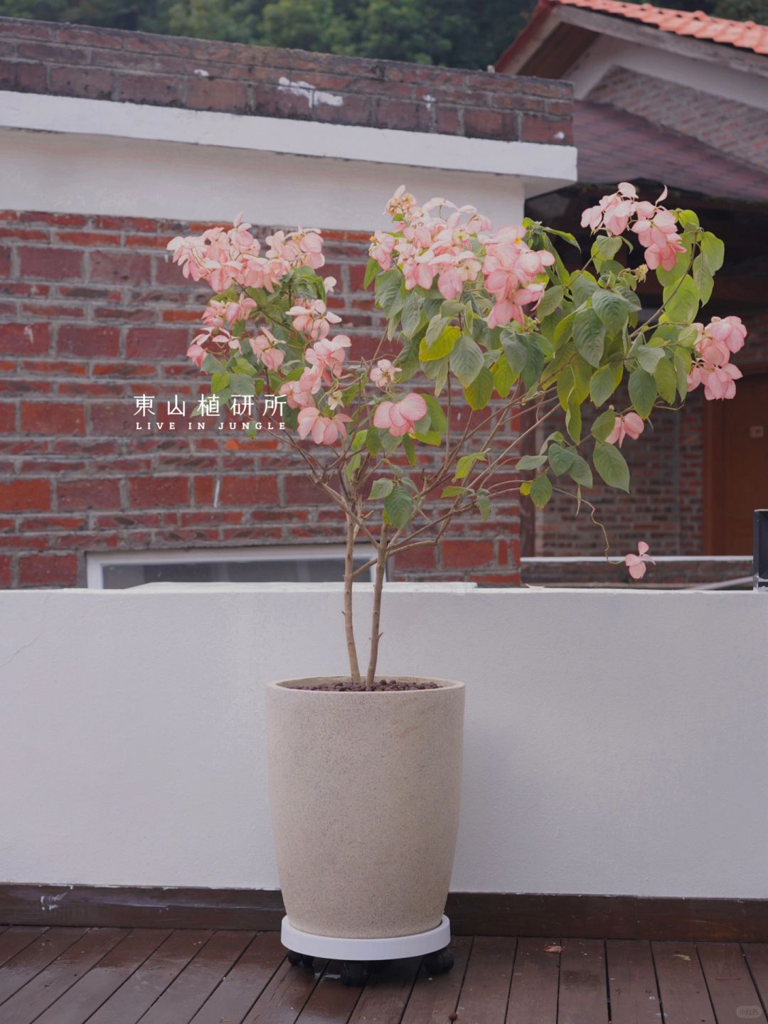 家居植物分享｜比花更浪漫的叶 玉叶金花