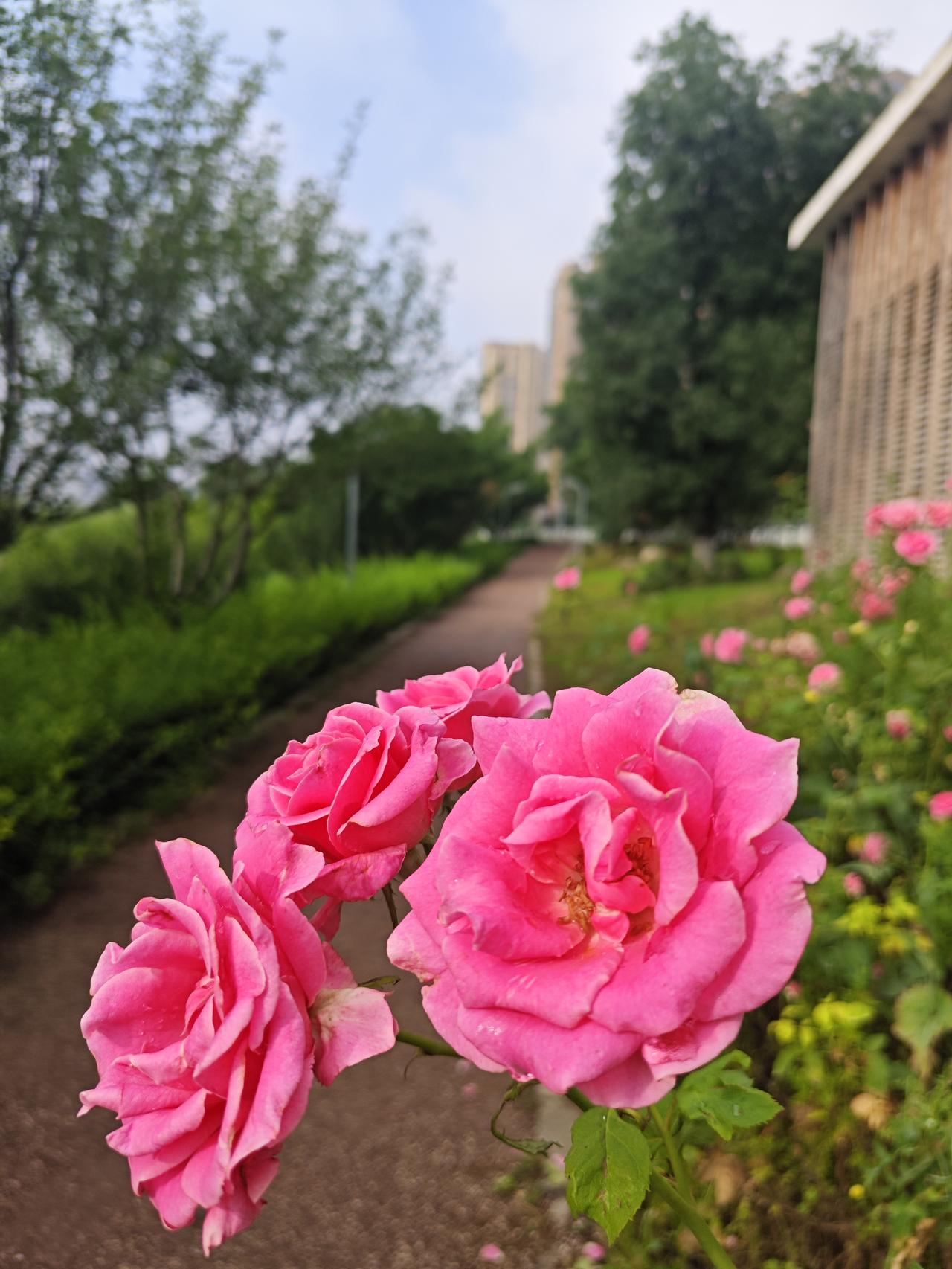 慢跑的心情

早上慢跑，回来时看见了路旁的几朵月季花，内心为之一惊，“哈！这么艳